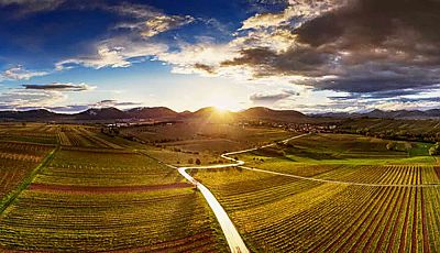 Weinanbaugebiet der Pfalz mit Sonnenuntergang